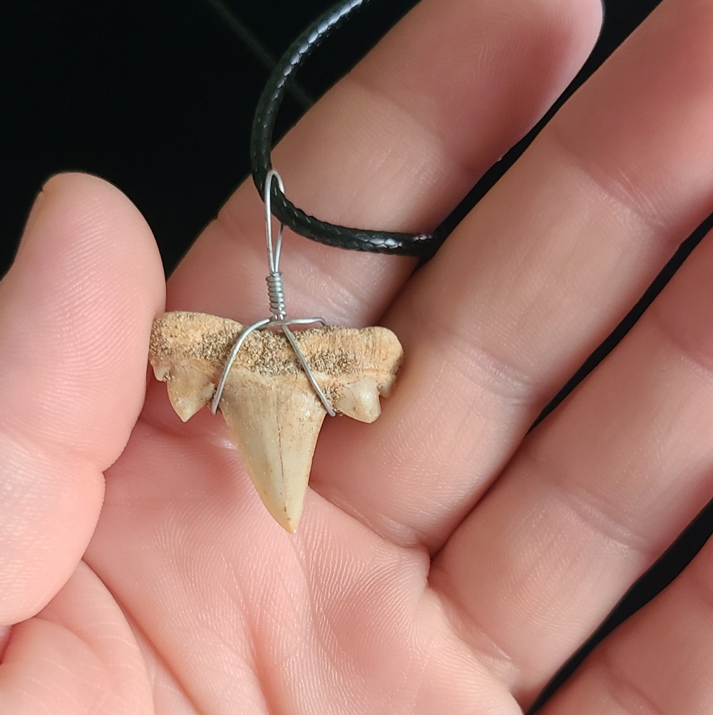 Natural Fossil Shark Tooth Pendant Necklace - Picture 5 of 5